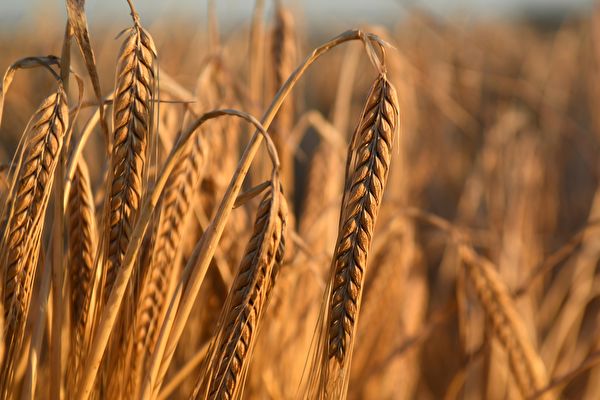 传大陆大买加拿大和法国大麦 以填补缺口