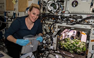 史上首次 美太空人采收在外太空种植的萝卜
