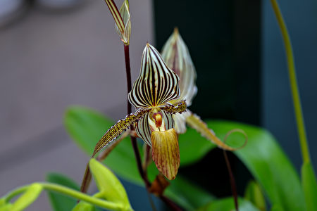 植物, *金那巴魯蘭花, Gold of Kinabalu Orchid