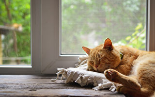 废物利用 帮猫咪布置多个舒适的空间
