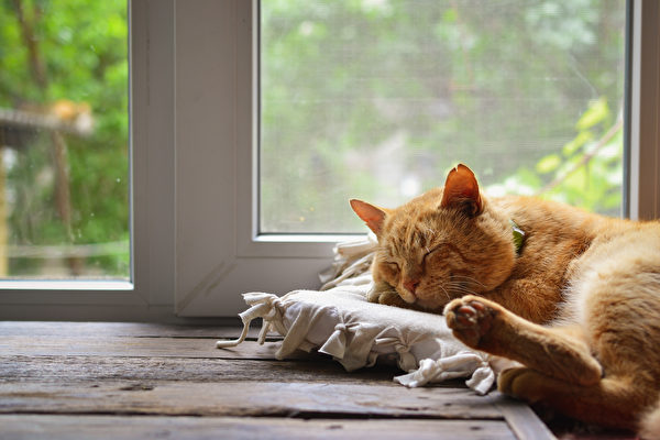 废物利用 帮猫咪布置多个舒适的空间