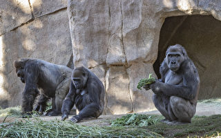 圣地亚哥动物园大猩猩染疫 或传自无症状园工