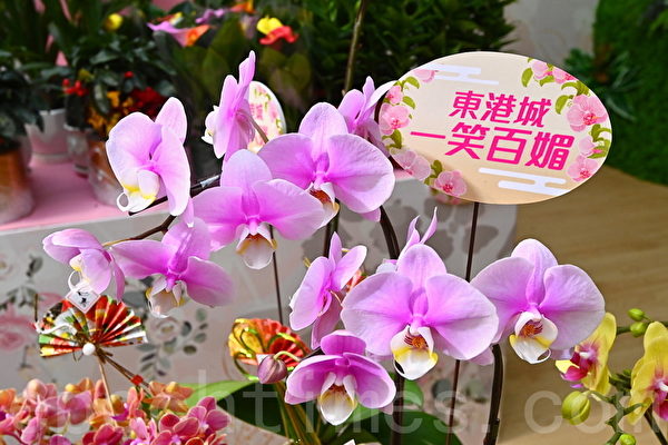 東港城推新年花市限定店 獨家發售多款蘭花