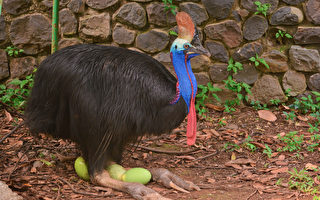 組圖：世界上最危險的鳥類—澳洲食火雞