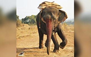 常年遭虐待 食菸酒油炸品 印度老象終獲營救