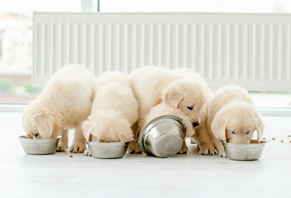 Shutterstock，狗食，幼犬