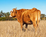 【牛年話牛】中國古代有哪些著名的「牛」