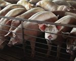 四川华蓥市现非洲猪瘟疫情 今年第四起