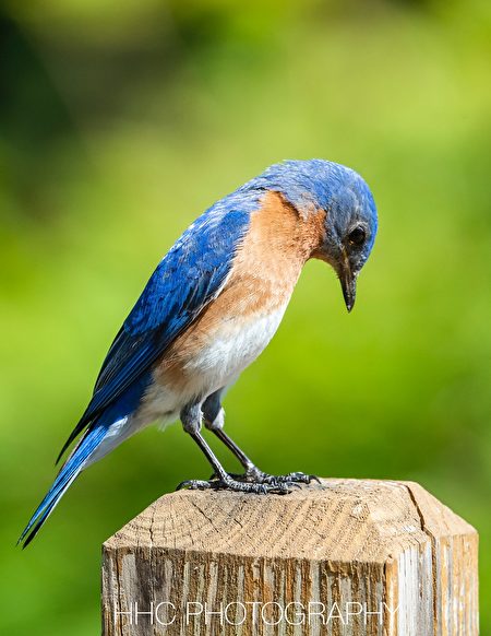 鸟, 东蓝鸲, Eastern Bluebird