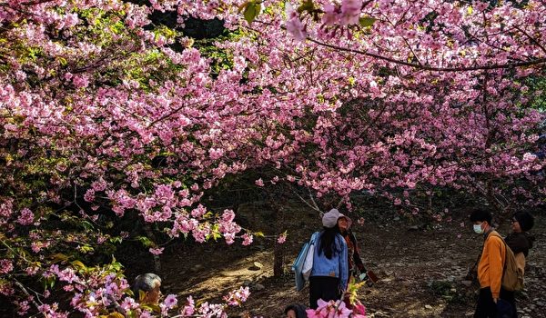过年赏樱 高雄“樱花公园”看粉色系花海