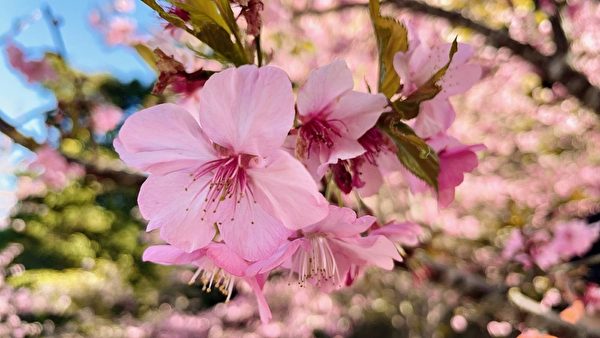 过年赏樱 高雄“樱花公园”看粉色系花海