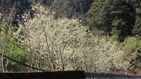 台湾过年连假 摄影师：阿里山赏樱赏鸟好时机