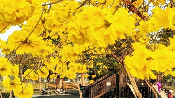 【視頻】台灣高雄茄苳巨木壯觀 風鈴木盛開迎賓