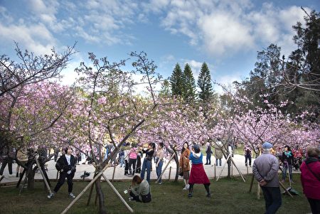 新竹公園櫻花盛開、美不勝收,吸引許多民眾前往拍照。