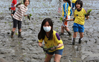 組圖：食農教育 竹林國小學童赤腳插秧體驗