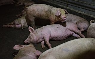 非洲猪瘟传到香港 三千猪只将被捕杀