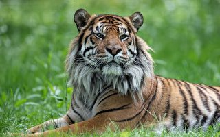 【疫情2.8】印第安納動物園兩隻老虎染疫