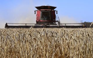 面临中共威胁 澳洲小麦对华出口仍创新高