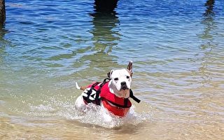澳洲男童险溺水 聪明狗听主人指令及时救出