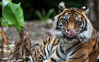 阿德莱德动物园一苏门答腊虎重病死亡