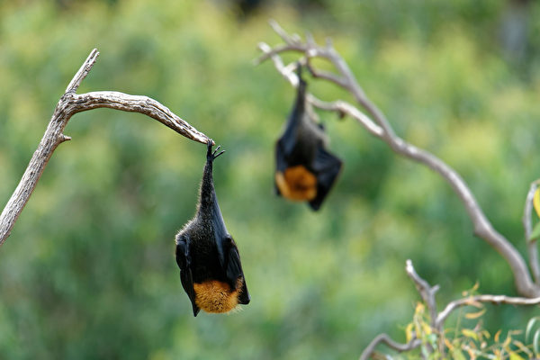 立百病毒跟冠状病毒很像，原本皆由蝙蝠传染。(Shutterstock)