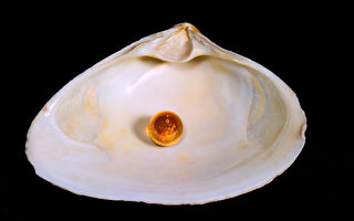 神秘老人托梦 泰国渔民捡到罕见橘色珍珠