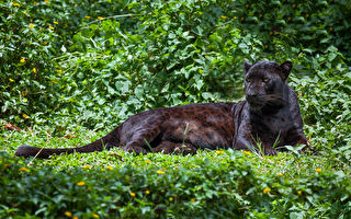 罕见黑豹现踪印度公园 紧盯镜头尽显霸气