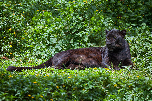 罕見黑豹現蹤印度公園 緊盯鏡頭盡顯霸氣