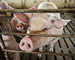 猪价今年下跌过半 大陆养殖户处境艰难
