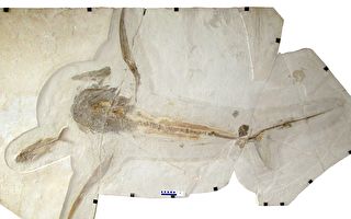墨西哥出土9千多万年前鲨鱼 有巨大“翅膀”