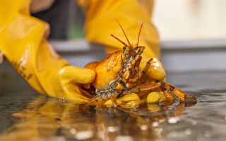 三千万分之一概率 美渔民捕获稀有黄金龙虾
