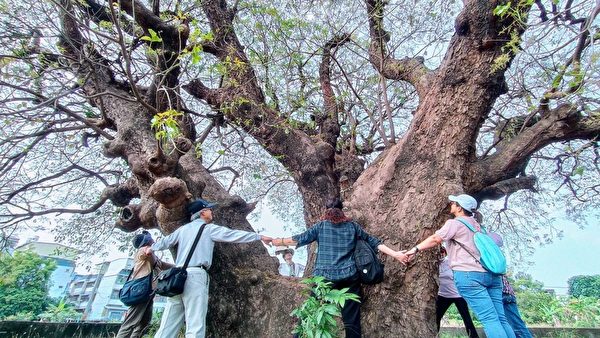 【视频】台湾高雄茄苳巨木壮观 风铃木盛开