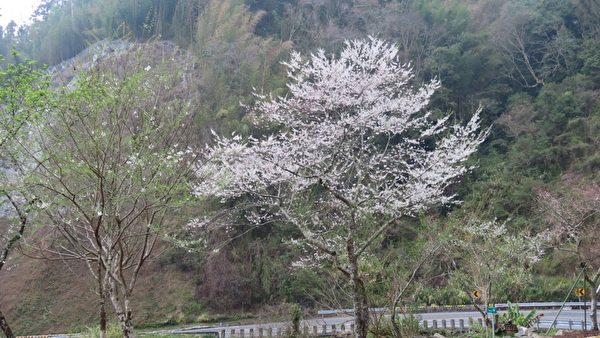 組圖：帝雉、藍腹鷴之美 台阿里山區櫻花盛開