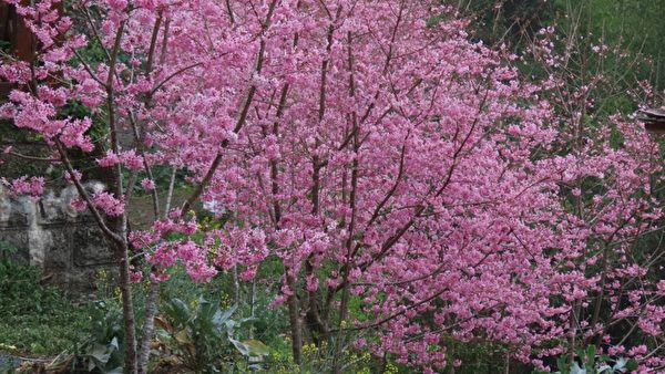 組圖：帝雉、藍腹鷴之美 台阿里山區櫻花盛開