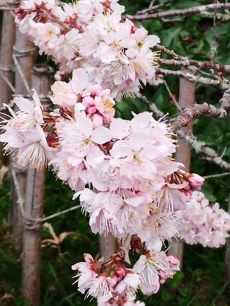 组图：帝雉、蓝腹鹇之美 台阿里山区樱花盛开