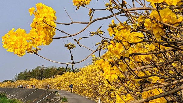 组图：粉红、黄金风铃木好美 南台湾赏花秘径