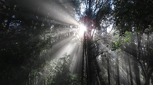 组图：台湾阿里山森林斜射光及云隙光之美
