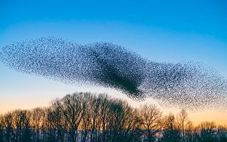攝影師歷經數月 拍到椋鳥群變成壯觀的巨鳥