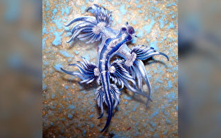 海洋生物“蓝龙”漂亮 人若被其刺中如蜂螫