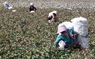 禁用新疆棉引發抵制 專家：中共損失大難持久