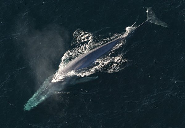 藍鯨