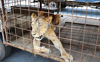 馬戲團母獅爪子遭截掉瀕臨死亡 被解救