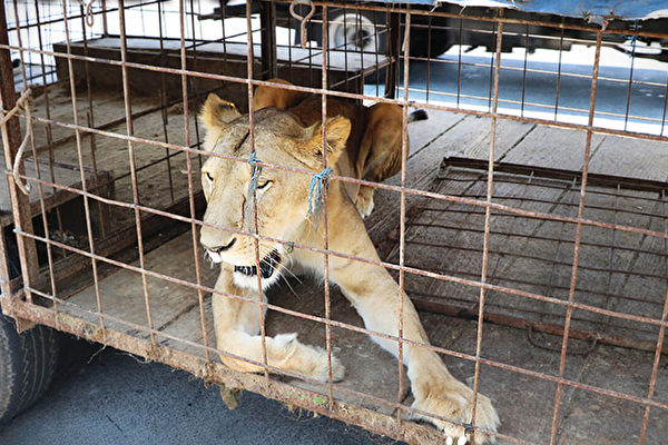 馬戲團母獅爪子遭截掉瀕臨死亡 被解救