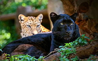 百年来人类只目击过一次  黑豹为何如此稀有