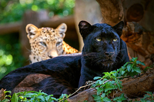 百年来人类只目击过一次  黑豹为何如此稀有