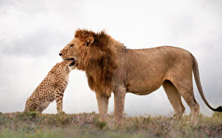 摄影师捕捉错觉镜头：狮子吞下猎豹整个头