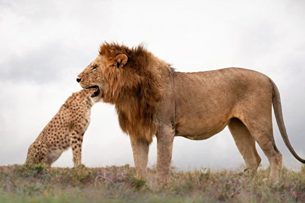攝影師捕捉錯覺鏡頭：獅子吞下獵豹整個頭