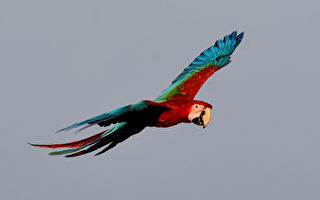 放飞金刚鹦鹉 经训练自由翱翔于英伦