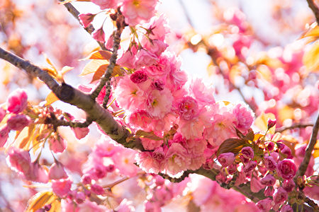 進入4月，紐約布碌崙植物園（Brooklyn Botanic Garden）櫻花綻放。