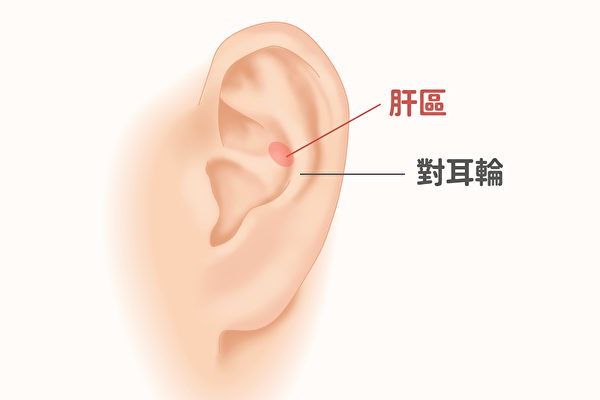 耳部肝區如果出現多個片狀隆起，並伴有結節、界線不清，顏色灰暗或發黑，壓痛明顯，多為肝癌。（Shutterstock/大紀元製圖）
